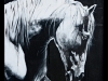 Cavallo